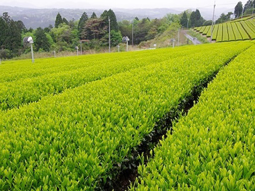 奈良県トップクラスの茶園